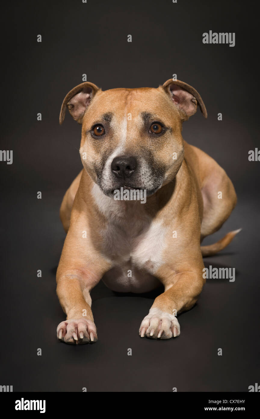 Un chien sur une toile carbone foncé ; St Albert, Alberta, Canada Banque D'Images