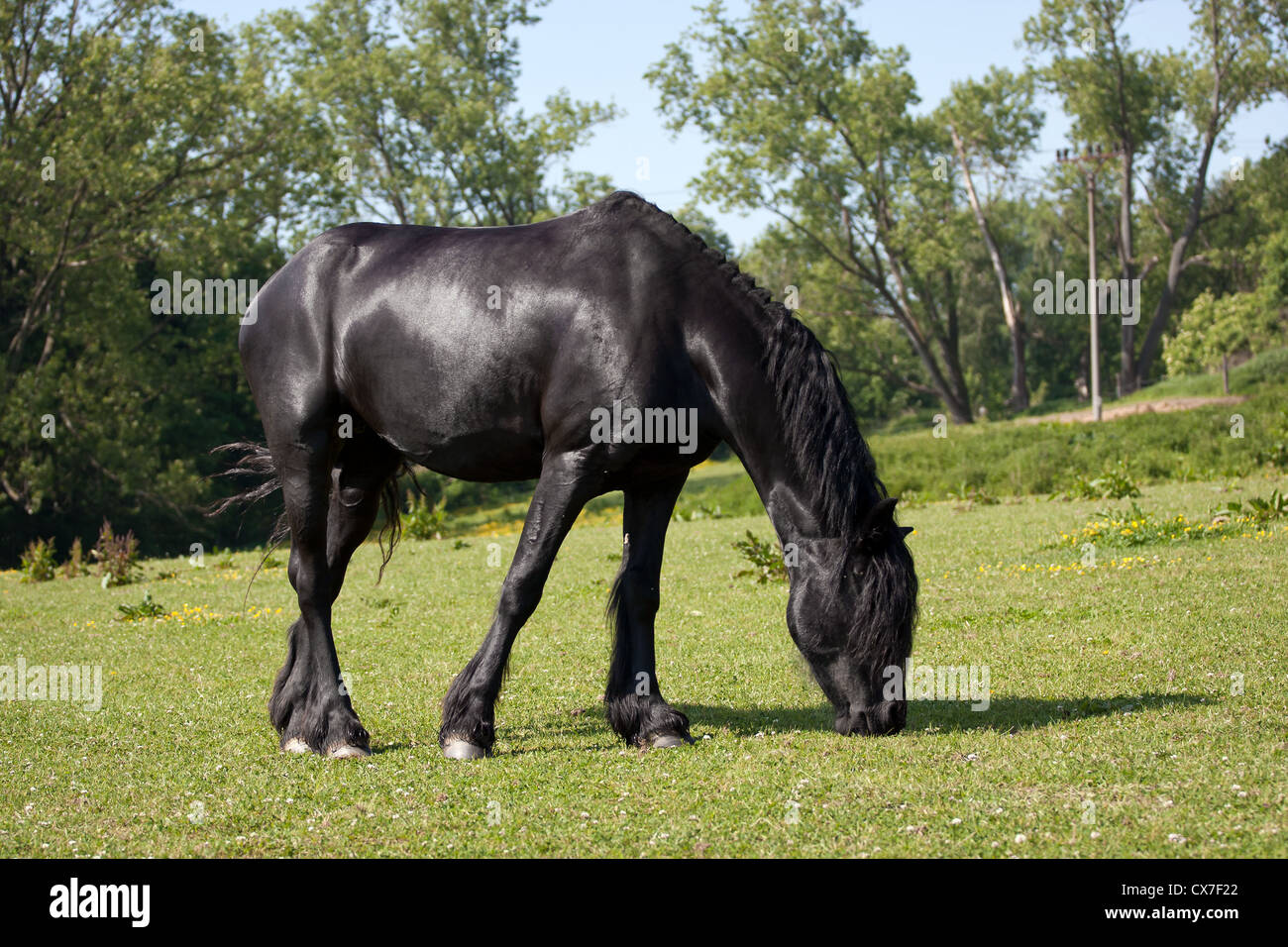 Cheval Noir dans le pré Banque D'Images
