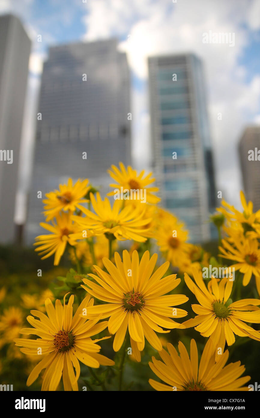 Fleurs dans Grant Park, de gratte-ciel en arrière-plan, Chicago, Illinois Banque D'Images
