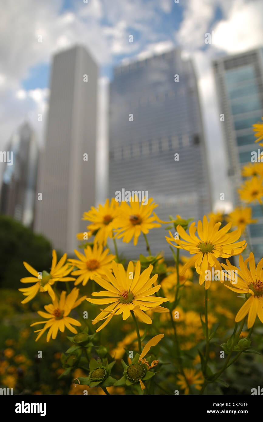 Fleurs dans Grant Park, de gratte-ciel en arrière-plan, Chicago, Illinois Banque D'Images