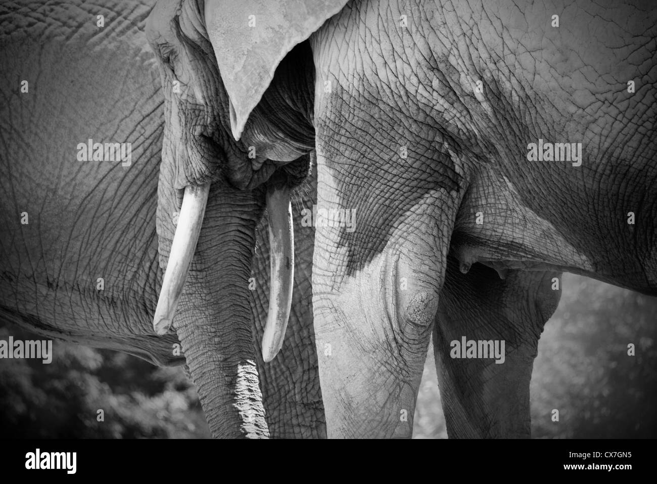 Il s'agit d'une image de l'éléphant au zoo de Toronto Banque D'Images
