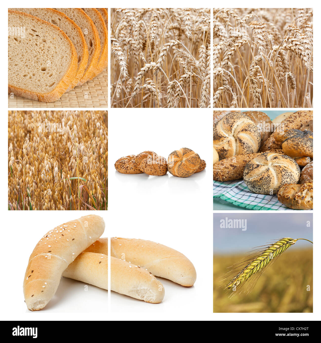 Le blé. Concepts de la récolte. Collage de céréales Banque D'Images