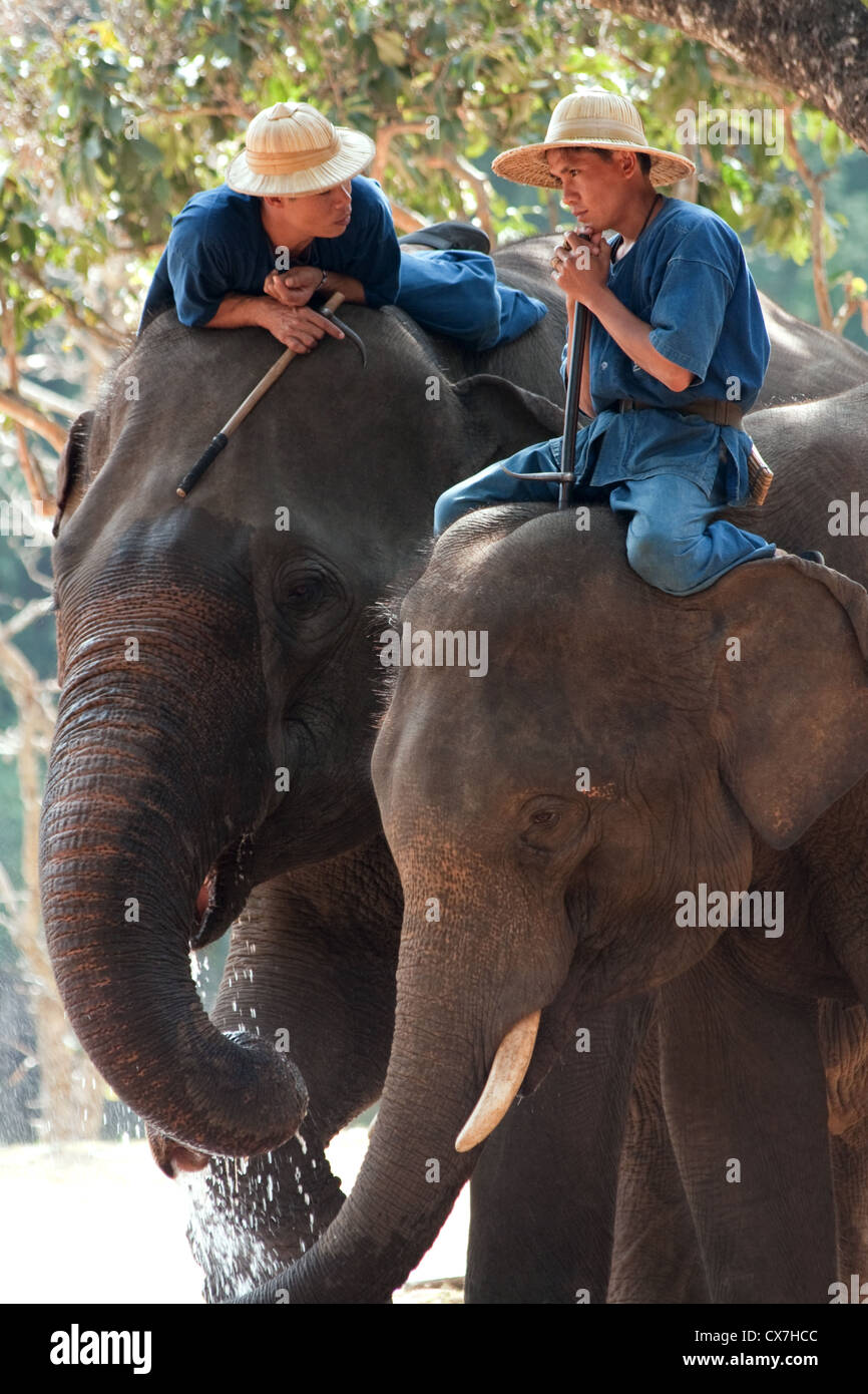 Deux cornacs assis sur leurs éléphants, Lampang, Thaïlande Banque D'Images