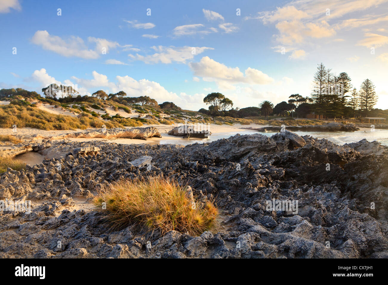 Plage de plus en plus sur calcaire spinifex Tamala sur les rives de la plage du bassin Banque D'Images