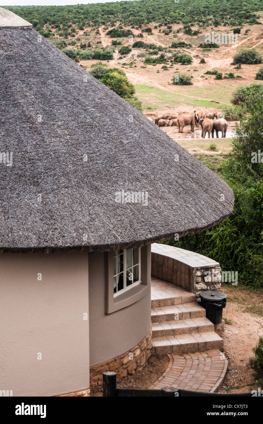 Addo National Park Banque D'Images
