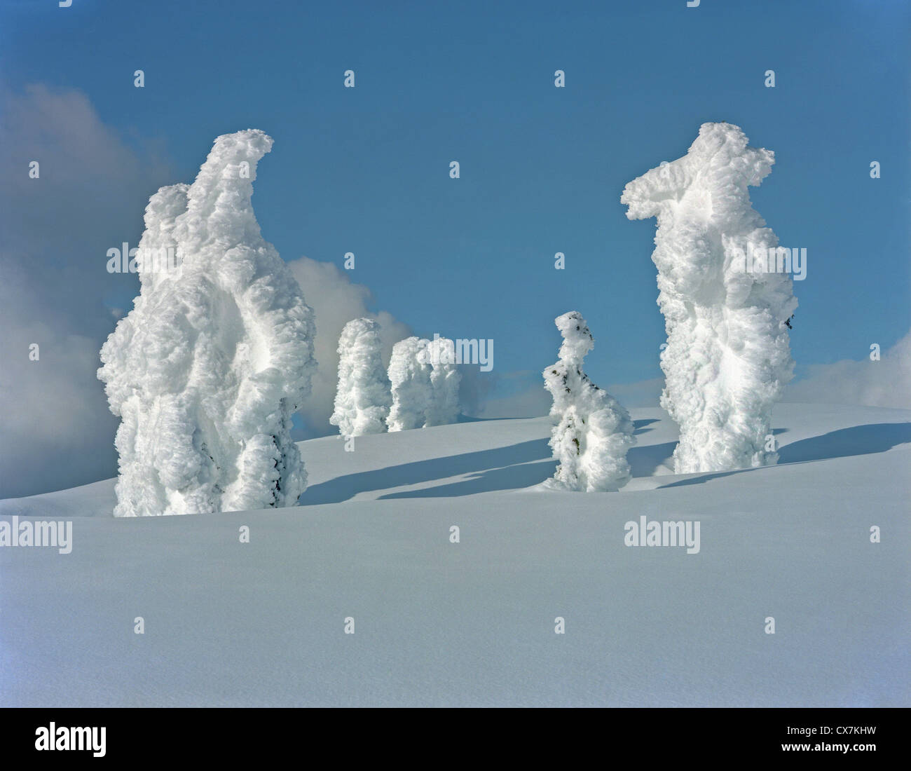 Les arbres couverts de neige sur une pente de montagne, Mount Seymour, Vancouver, British Columbia, Canada Banque D'Images