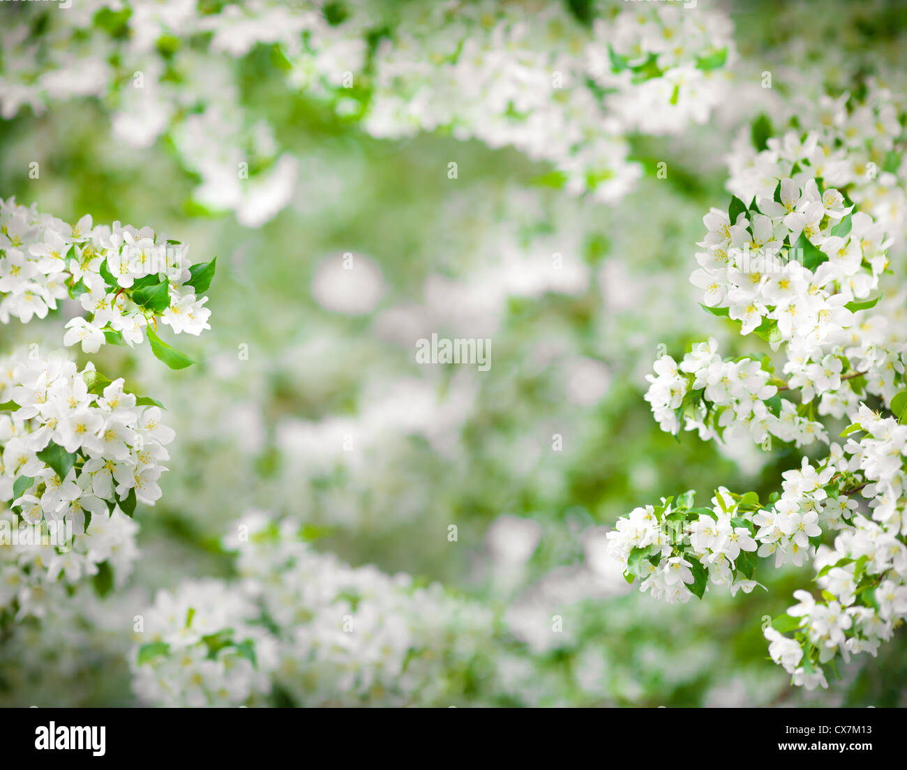 Fleur de pommier à très haute résolution de trame Banque D'Images