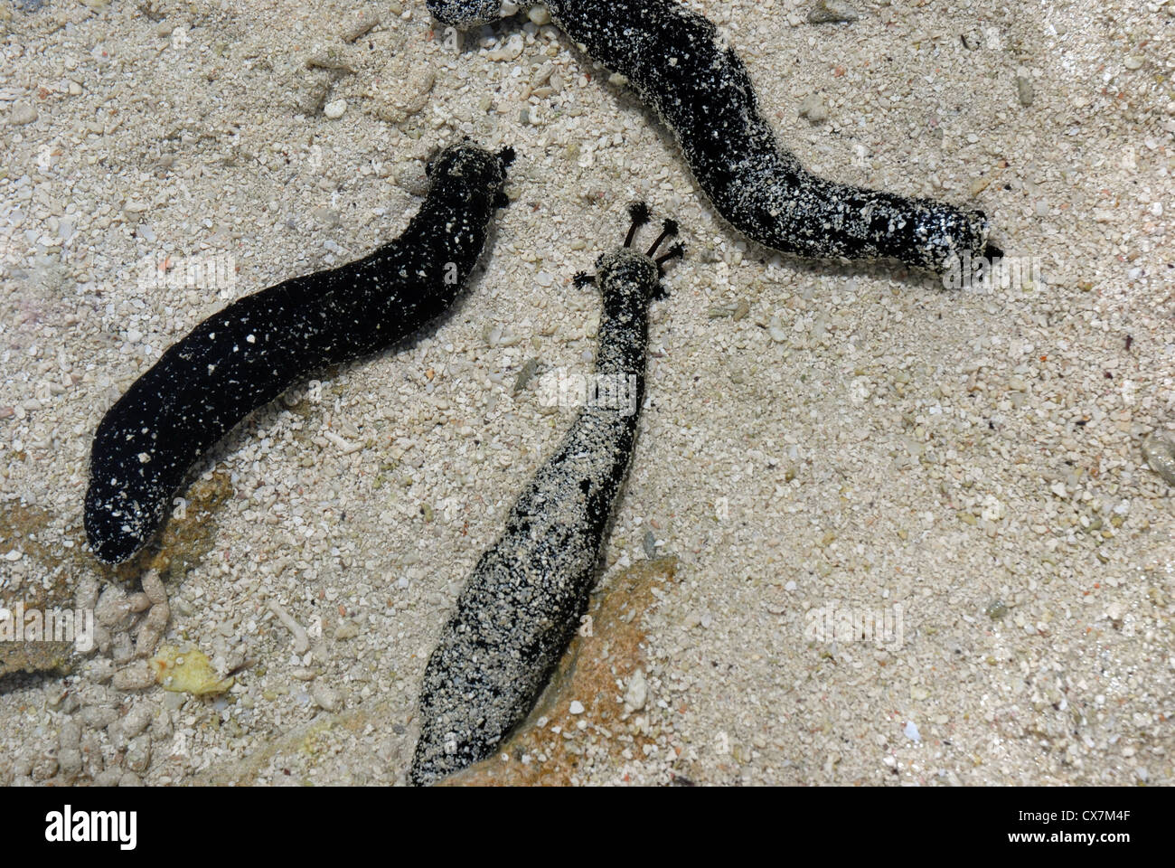 Les concombres de mer noire, Holothuria atra, l'alimentation en sable grossier couvrant un platier. Banque D'Images