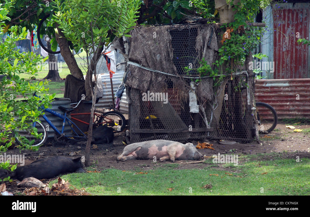 Les porcs domestiques farniente à l'extérieur d'une maison de village, Tonga Banque D'Images