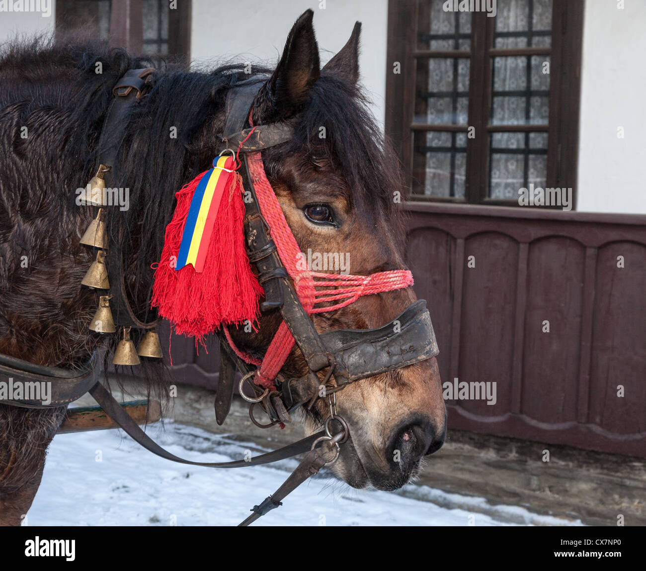 Profil d'un cheval roumain à la décoration traditionnelle utilisée pour tirer le traîneau pendant les vacances d'hiver dans les différents village Banque D'Images