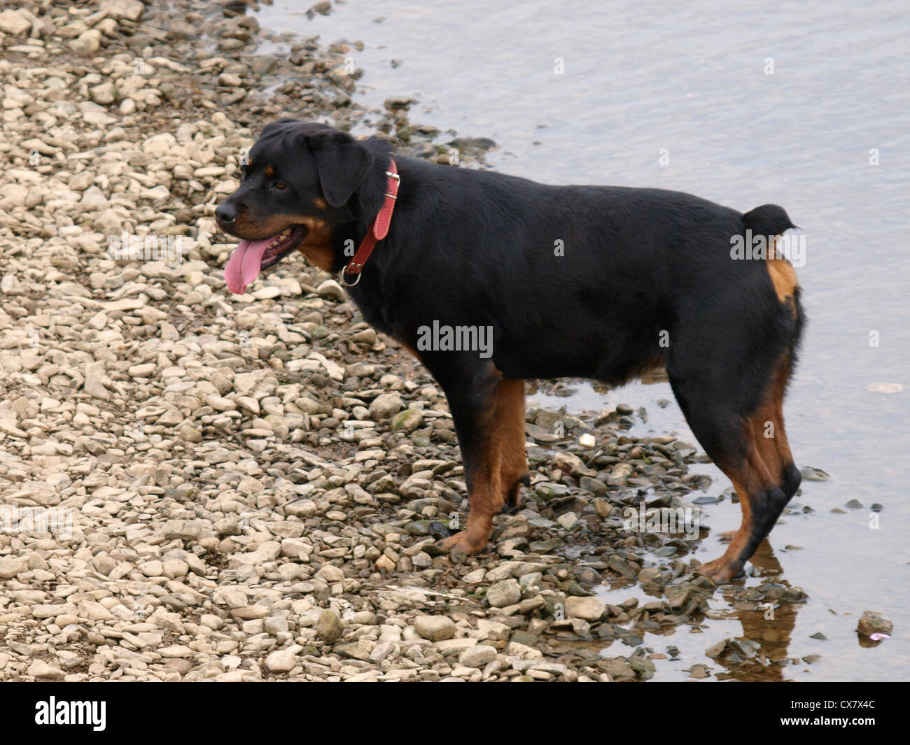 Rottweiler, UK Banque D'Images