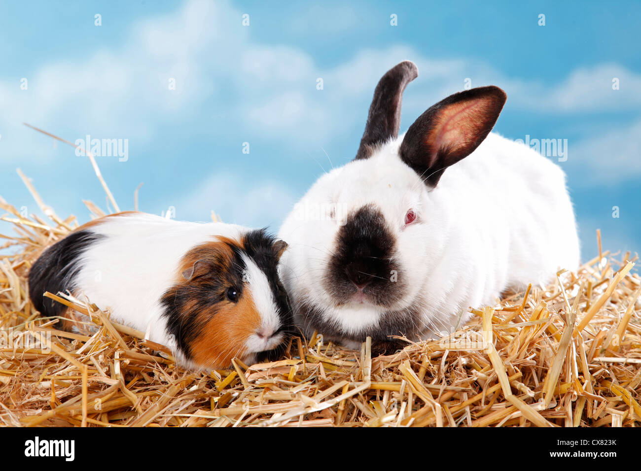 De lapin et de cobaye Banque D'Images