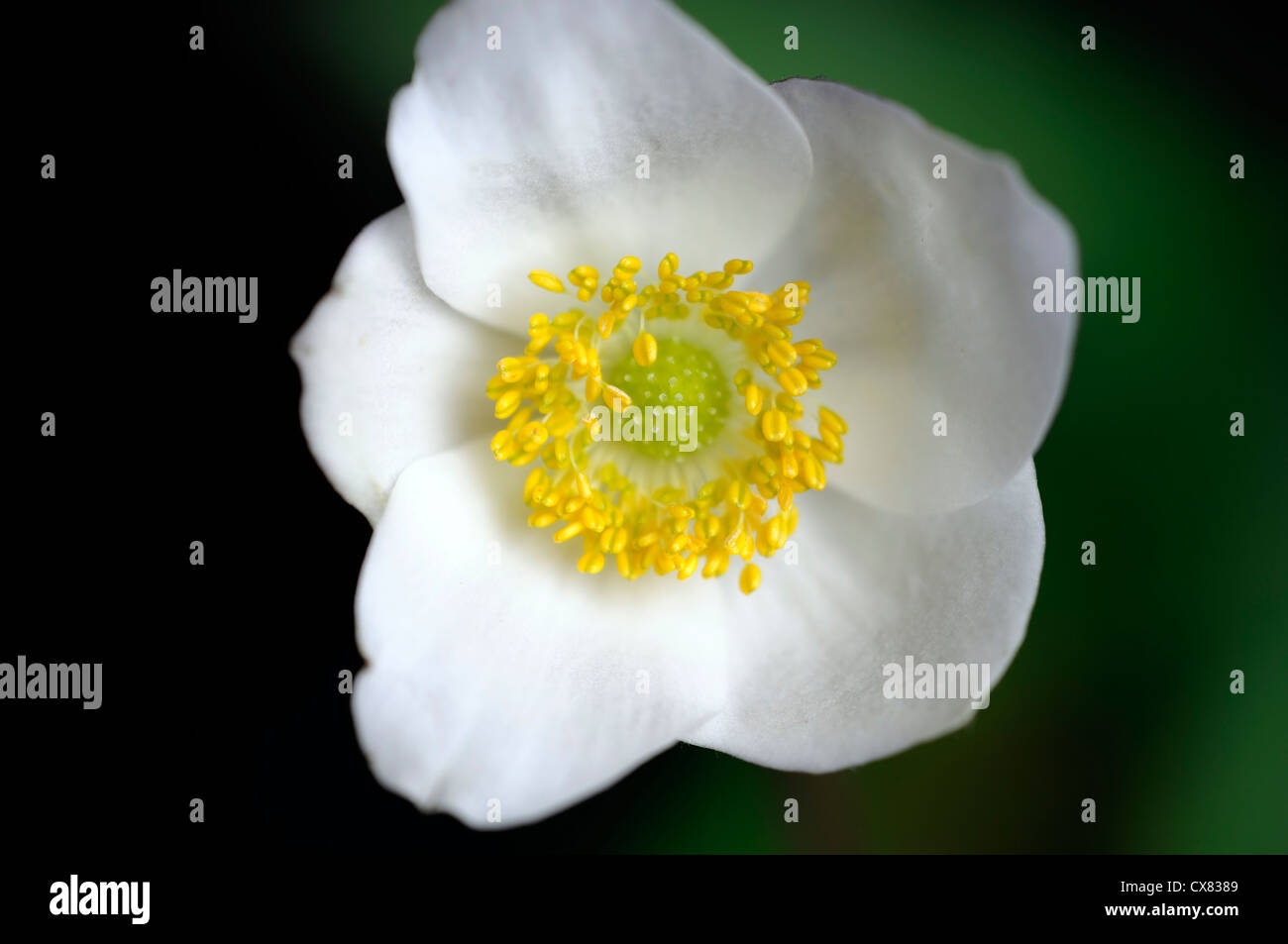 Prattii anémone floraison de fleurs vivaces Windflower chinois blanc plantes plantes délicates fleurs blanches fleurs de printemps en fleurs Banque D'Images