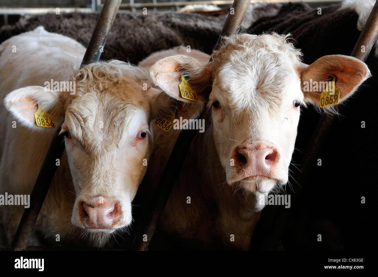 Les vaches taureau hiver intérieur étable d'engraissement ensilage alimentation agriculture bovins vaches taureaux bull vache ferme fermes agricoles feed Banque D'Images