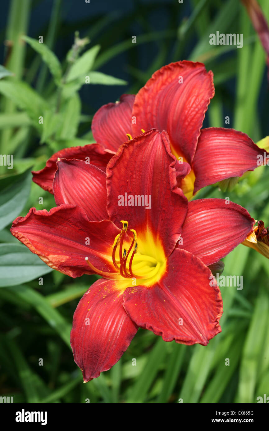 Grande fleur hémérocalles rouge en été, jardin de vivaces. Profondeur de champ. Banque D'Images