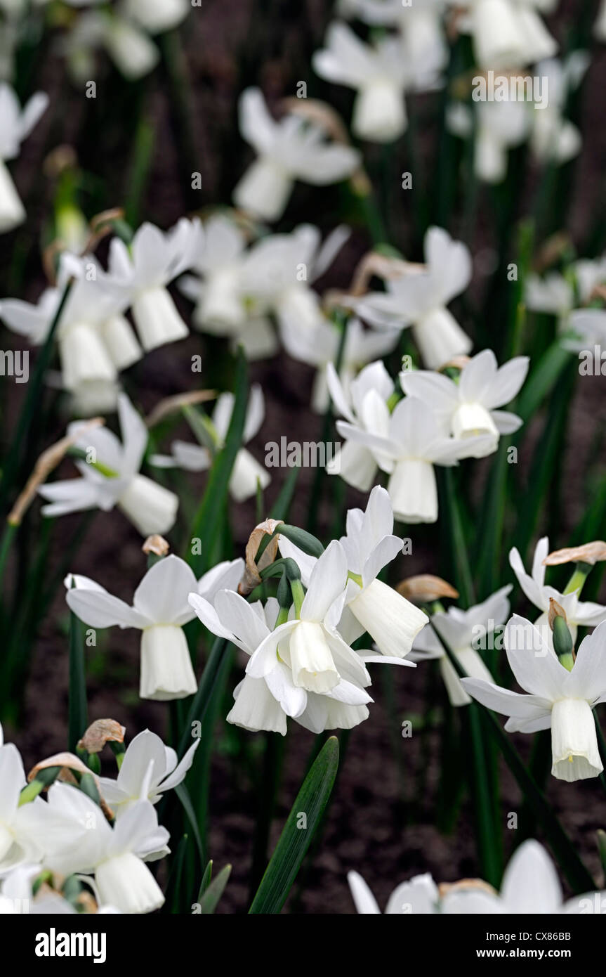 Narcissus triandrus ailes de glace angels tears white jonquille fleur fleurs jonquilles narcisses bulbes de fleurs de printemps Banque D'Images