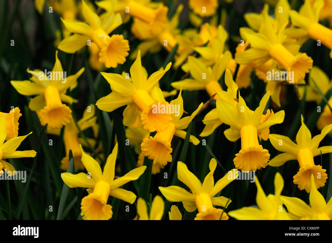 Narcissus cyclamineus nain Peeping Tom Div 6 hybride précoce trompette longue et étroite pétales réfléchis évasée jaune doré Banque D'Images