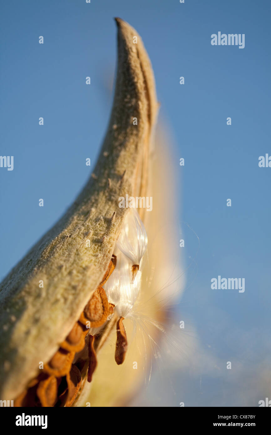 L'asclépiade commune (Asclepias syriaca) dans les semences, Palgrave, Ontario, Canada Banque D'Images