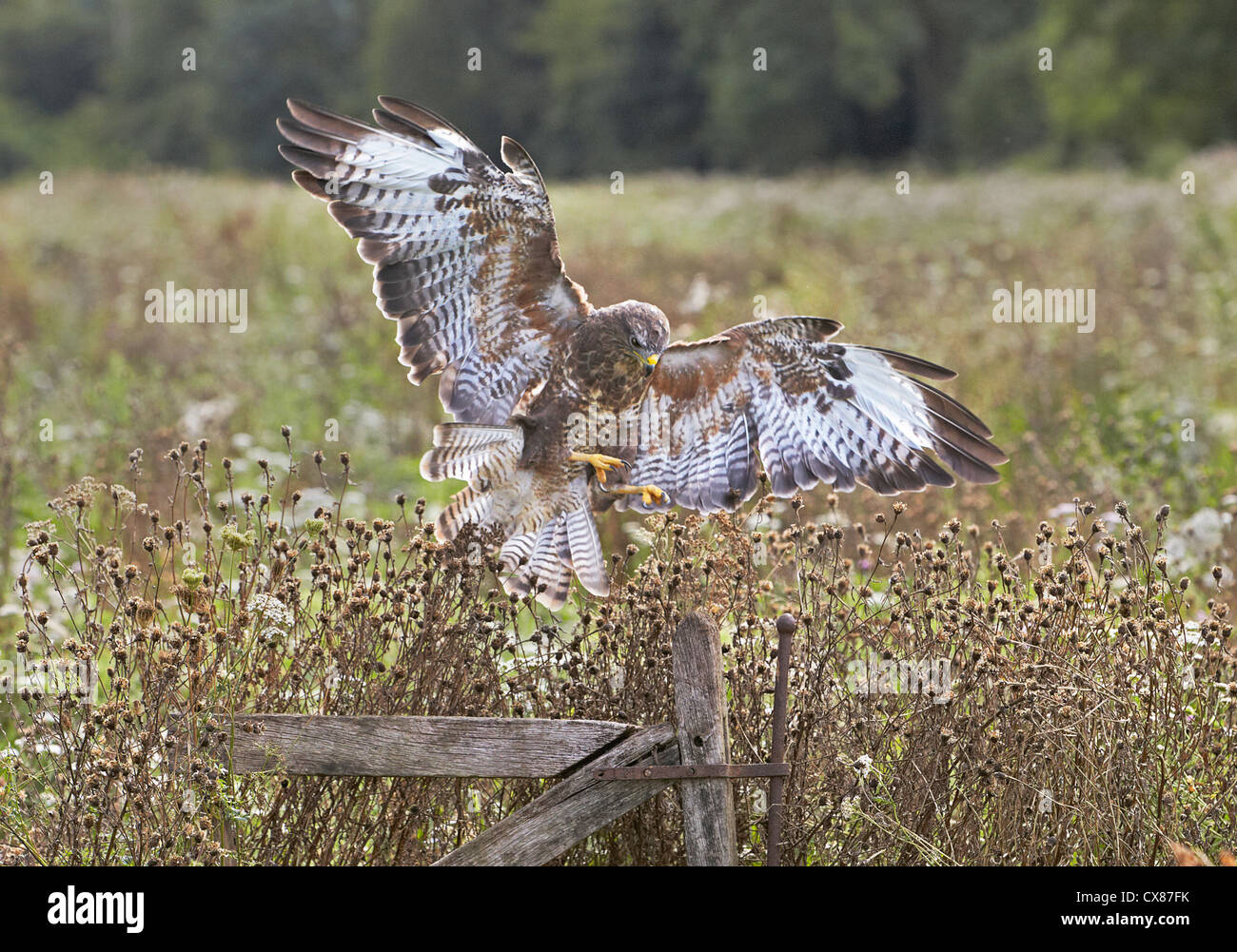 Buse variable Buteo buteo landing dans un pré Banque D'Images