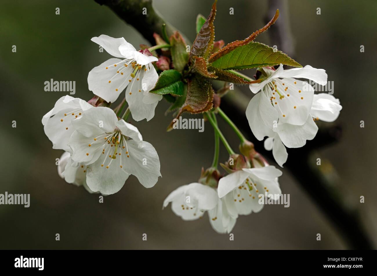 Prunus avium syn synonyme de cerise sauvage cerise bird cherry gean white fleurs printemps fleur blanc Banque D'Images