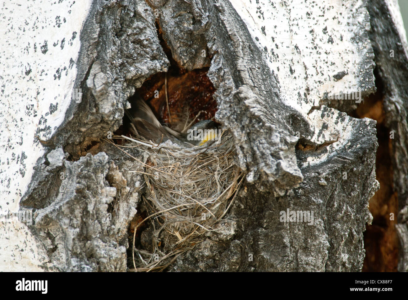 Oiseau de Paruline d'Audubon, oiseau qui niche dans la cavité de l'Aspen Tree Banque D'Images