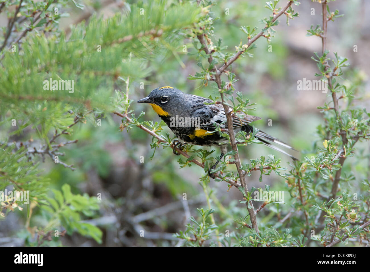 Oiseau de Paruline d'Audubon perching dans l'épinette Banque D'Images