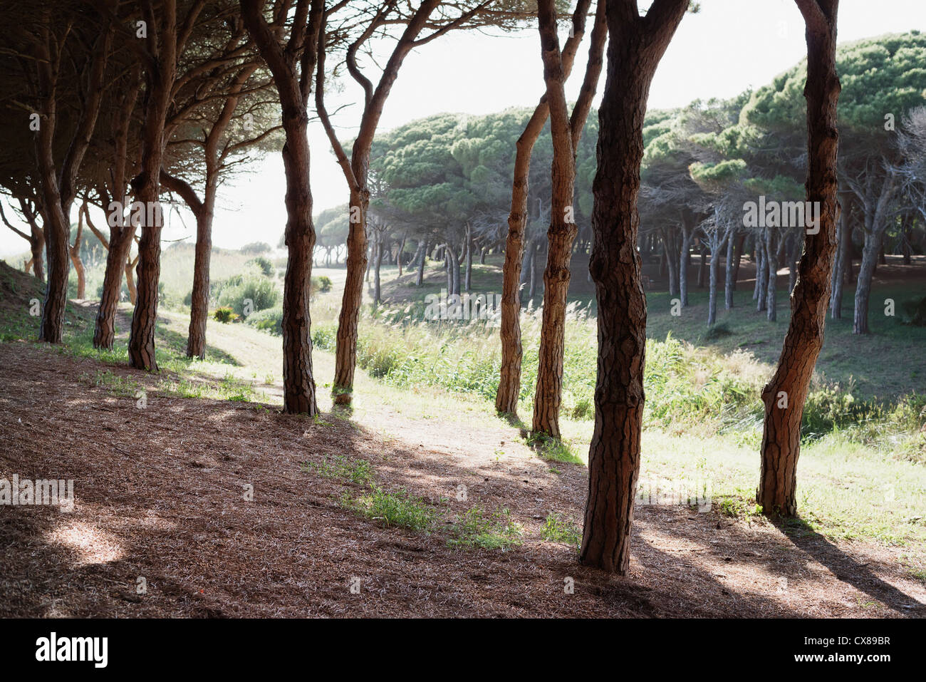 L'ombre fournie par les arbres ; Tarifa, Cadix, Andalousie, Espagne Banque D'Images