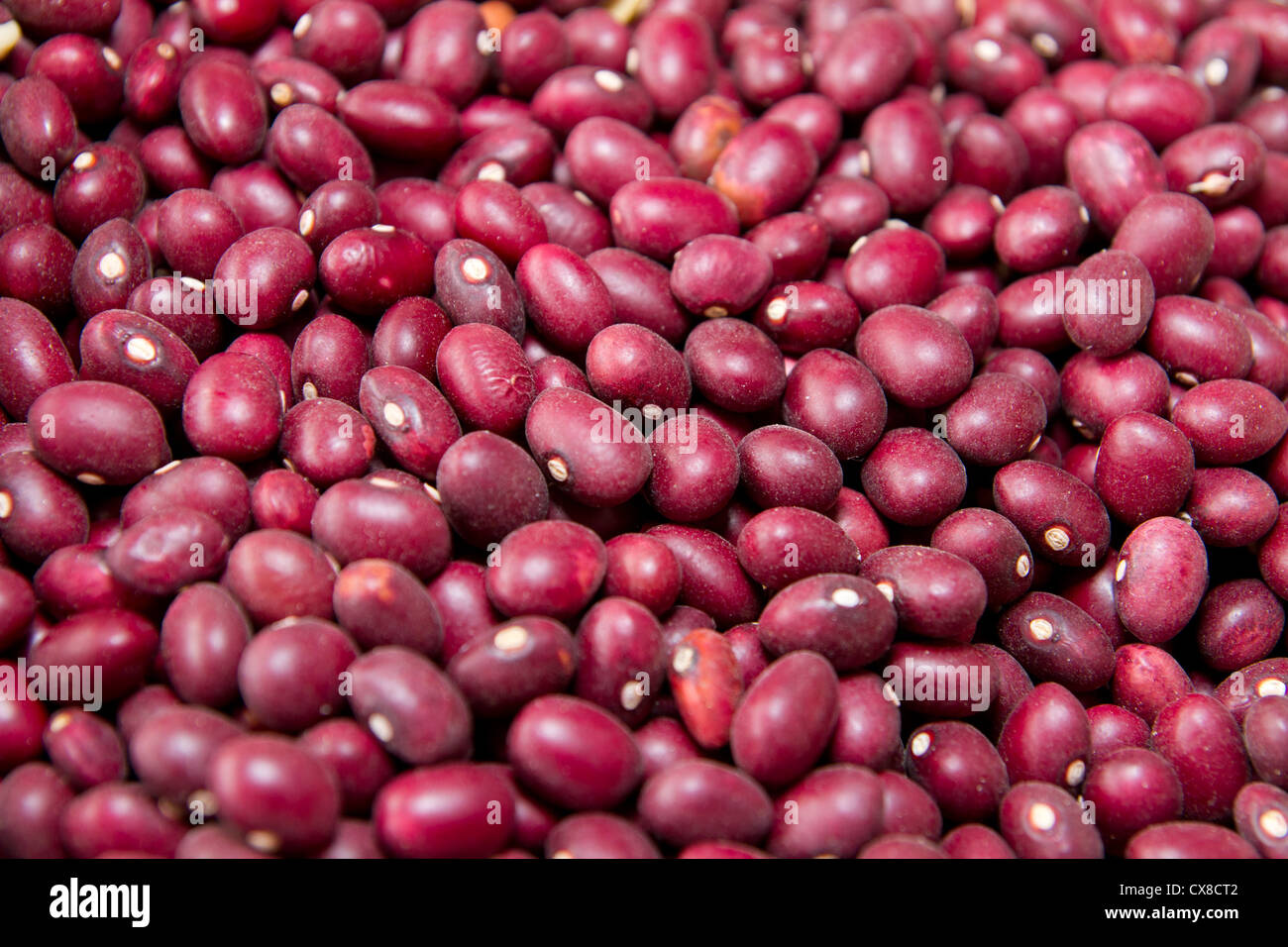 Un grand en forme de haricot bean avec une subtile saveur sucrée et la texture douce Banque D'Images