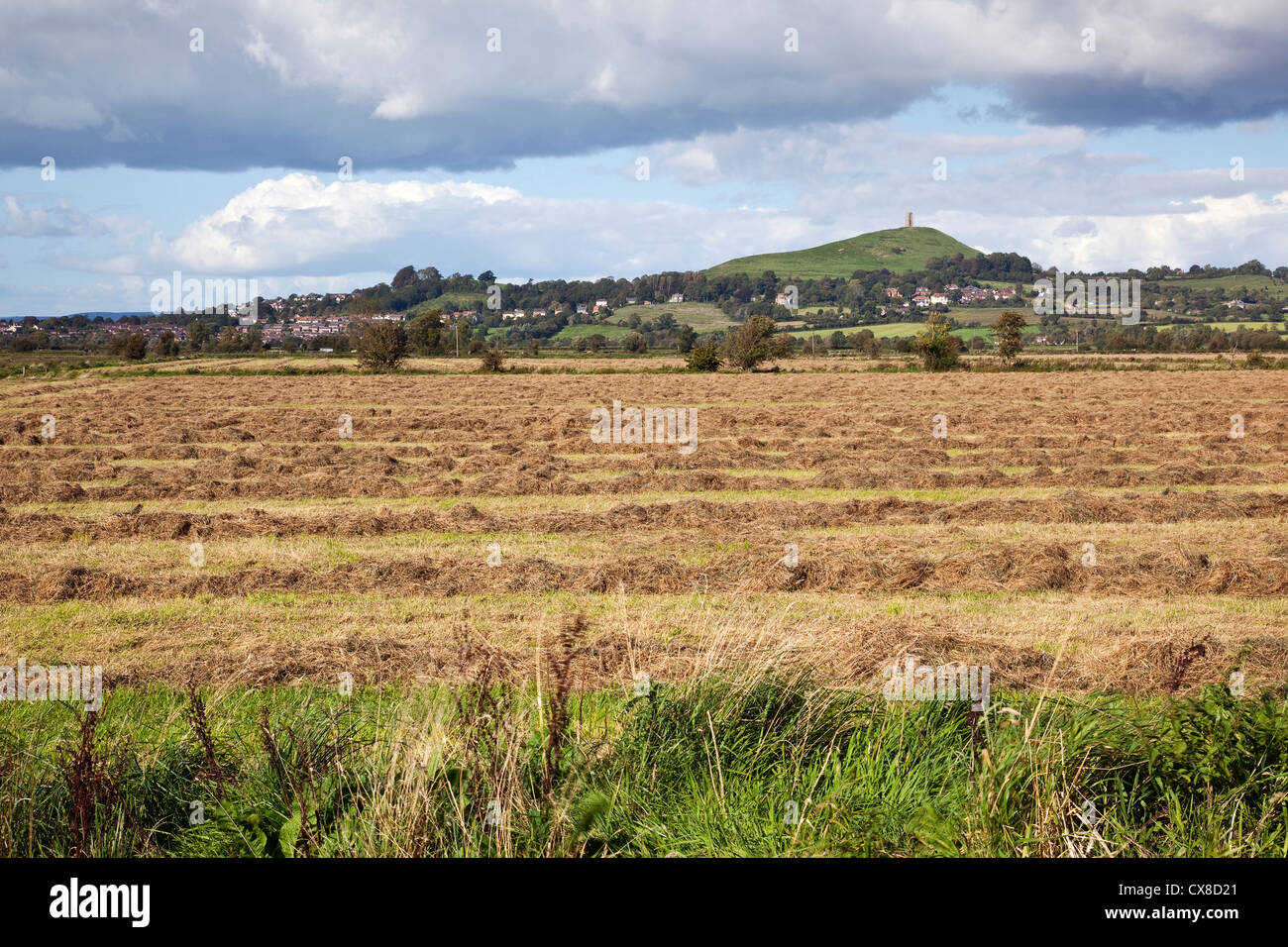 Une vue de l'un des prés à foin vers Glastonbury Tor avec le séchage du foin à l'avant-plan, Somerset UK Banque D'Images