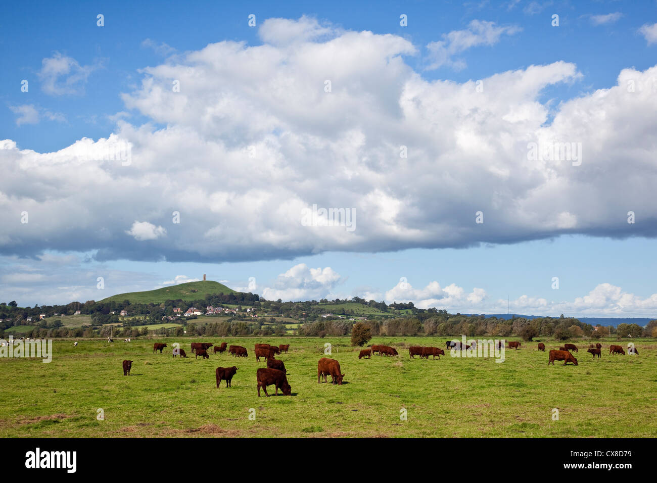 Une vue de l'meadows vers Glastonbury Tor avec le pâturage du bétail dans l'avant-plan, Somerset UK Banque D'Images
