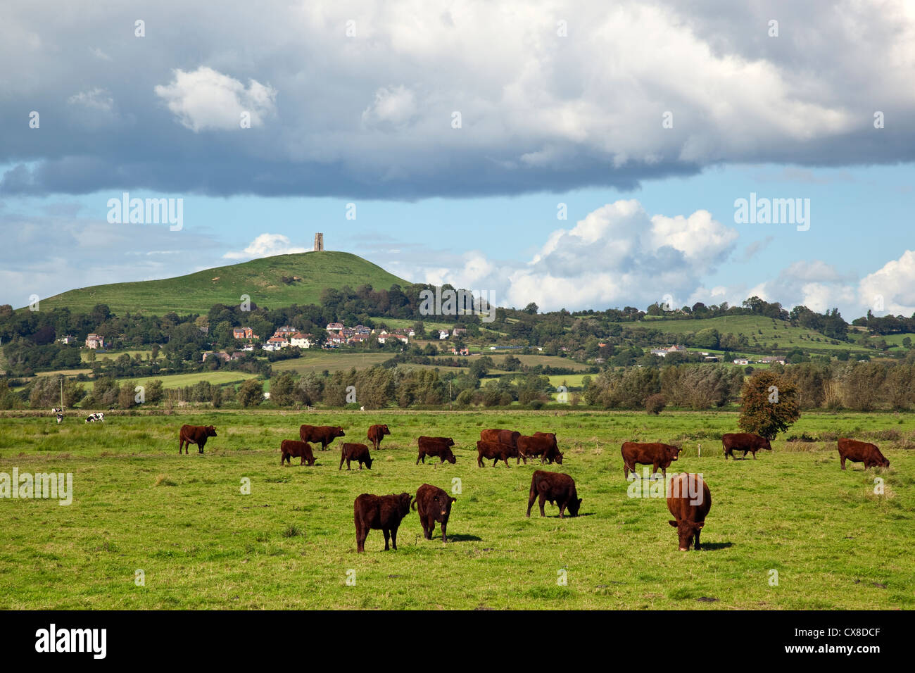 Une vue de l'meadows vers Glastonbury Tor avec le pâturage du bétail dans l'avant-plan, Somerset UK Banque D'Images