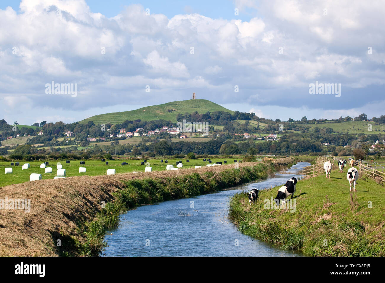 Une vue le long de la rivière Brue vers Glastonbury Tor avec les bovins à l'avant-plan, Somerset UK Banque D'Images