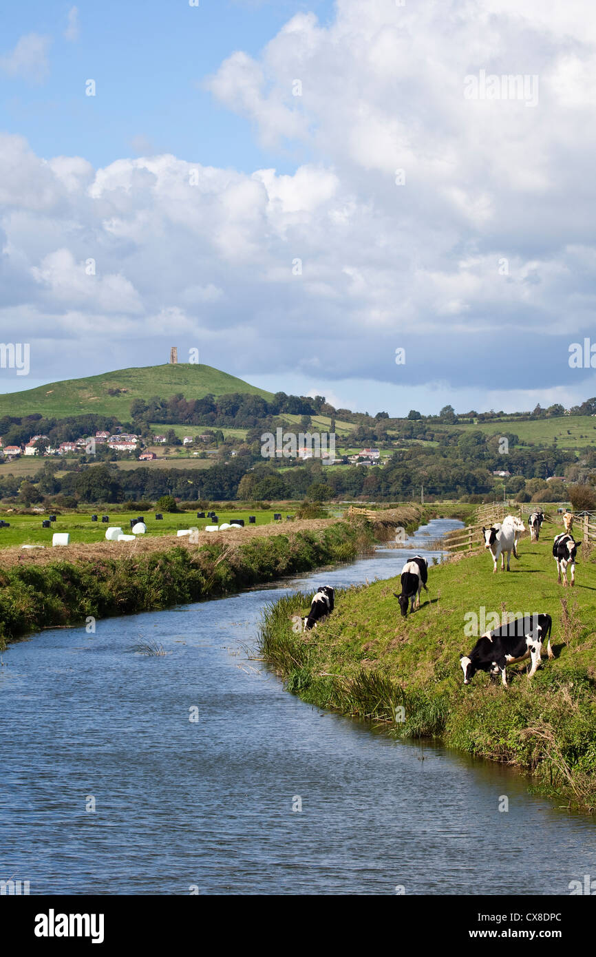 Une vue le long de la rivière Brue vers Glastonbury Tor avec les bovins à l'avant-plan, Somerset UK Banque D'Images