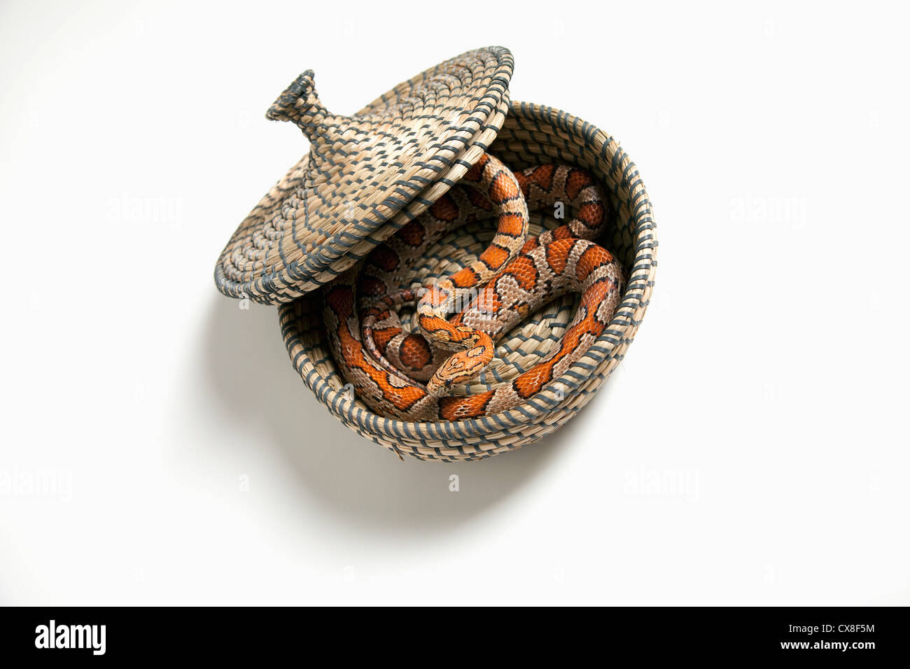Le maïs (Pantherophis Guttatus Guttatus serpent enroulé) dans un panier ; Spruce Grove Alberta Canada Banque D'Images