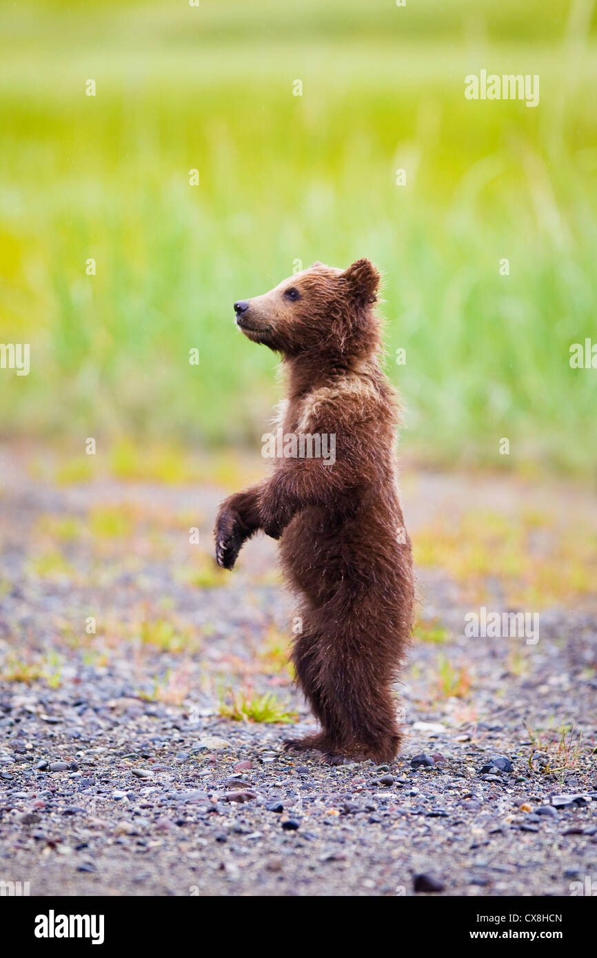 Ourson brun debout Banque de photographies - Ourson Brun Debout A Lake Clarke National Park Alaska Etats Unis D Amerique Cx8hcn 