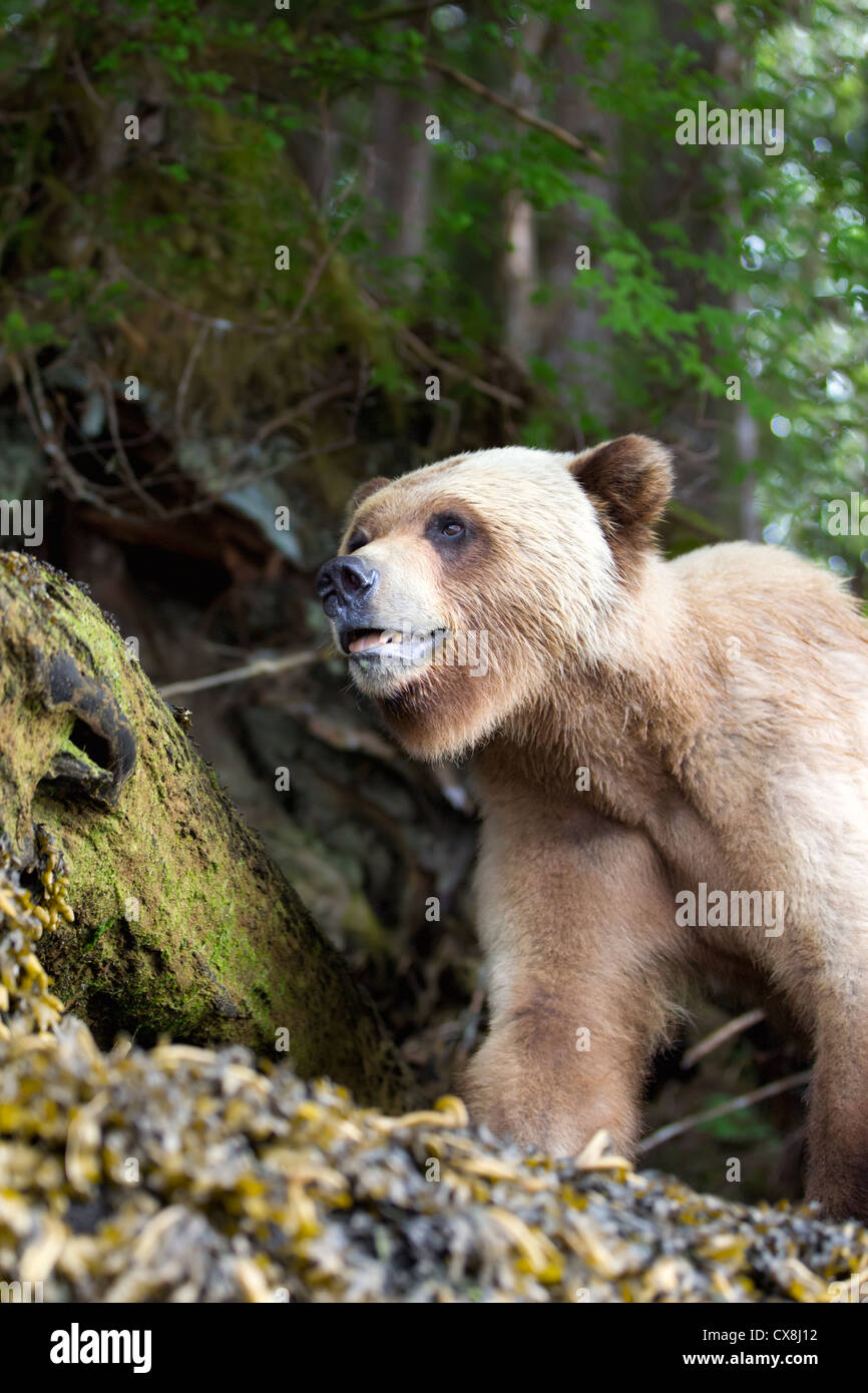 Près de l'ours grizzli en train de marcher directement sur un sentier au sanctuaire de grizzlis khutzeymateen près de Prince Rupert, Canada Banque D'Images