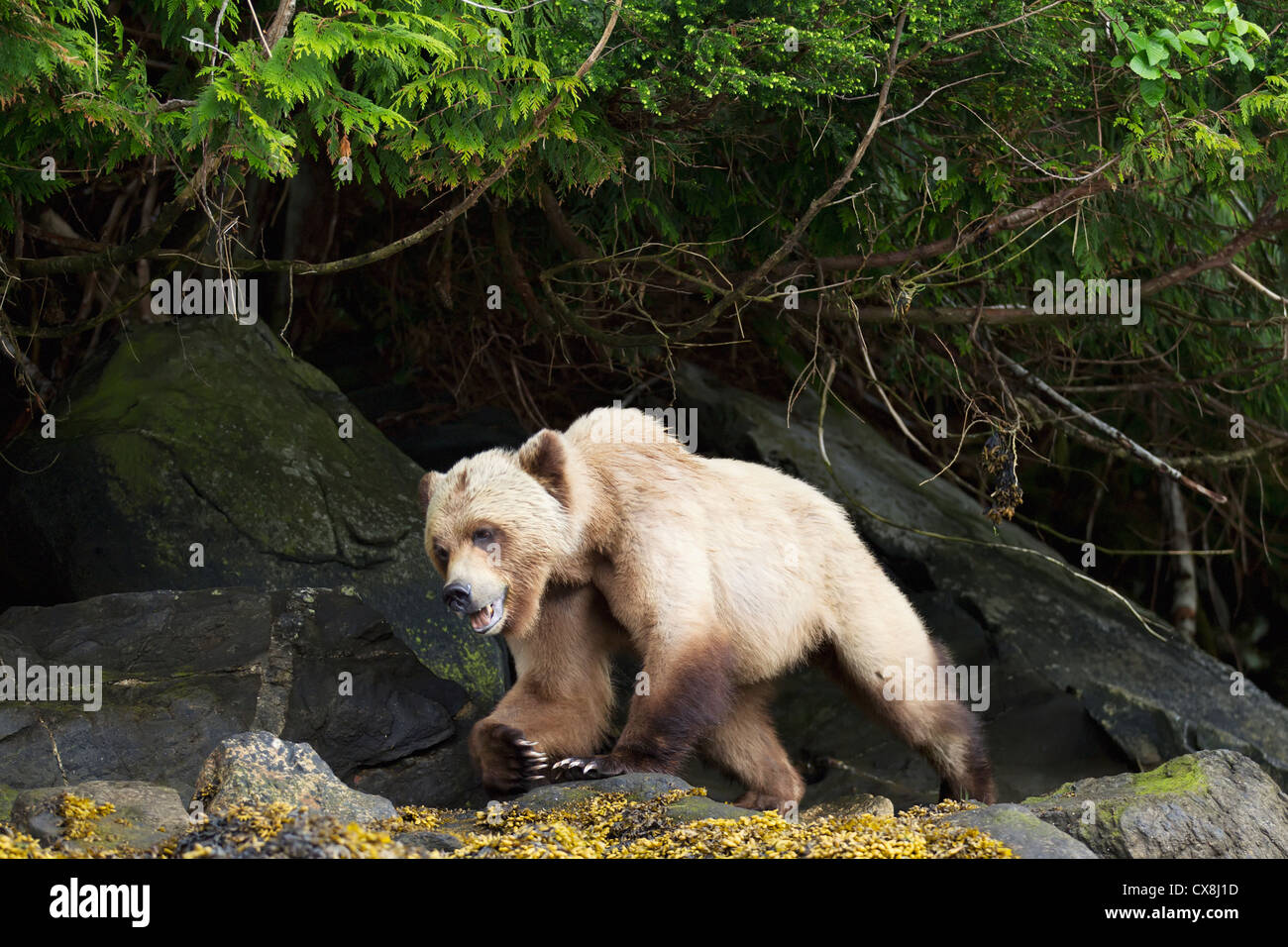 Grizzly Bear cub fermer jusqu'au sanctuaire de grizzlis khutzeymateen près de prince rupert;British Columbia canada Banque D'Images