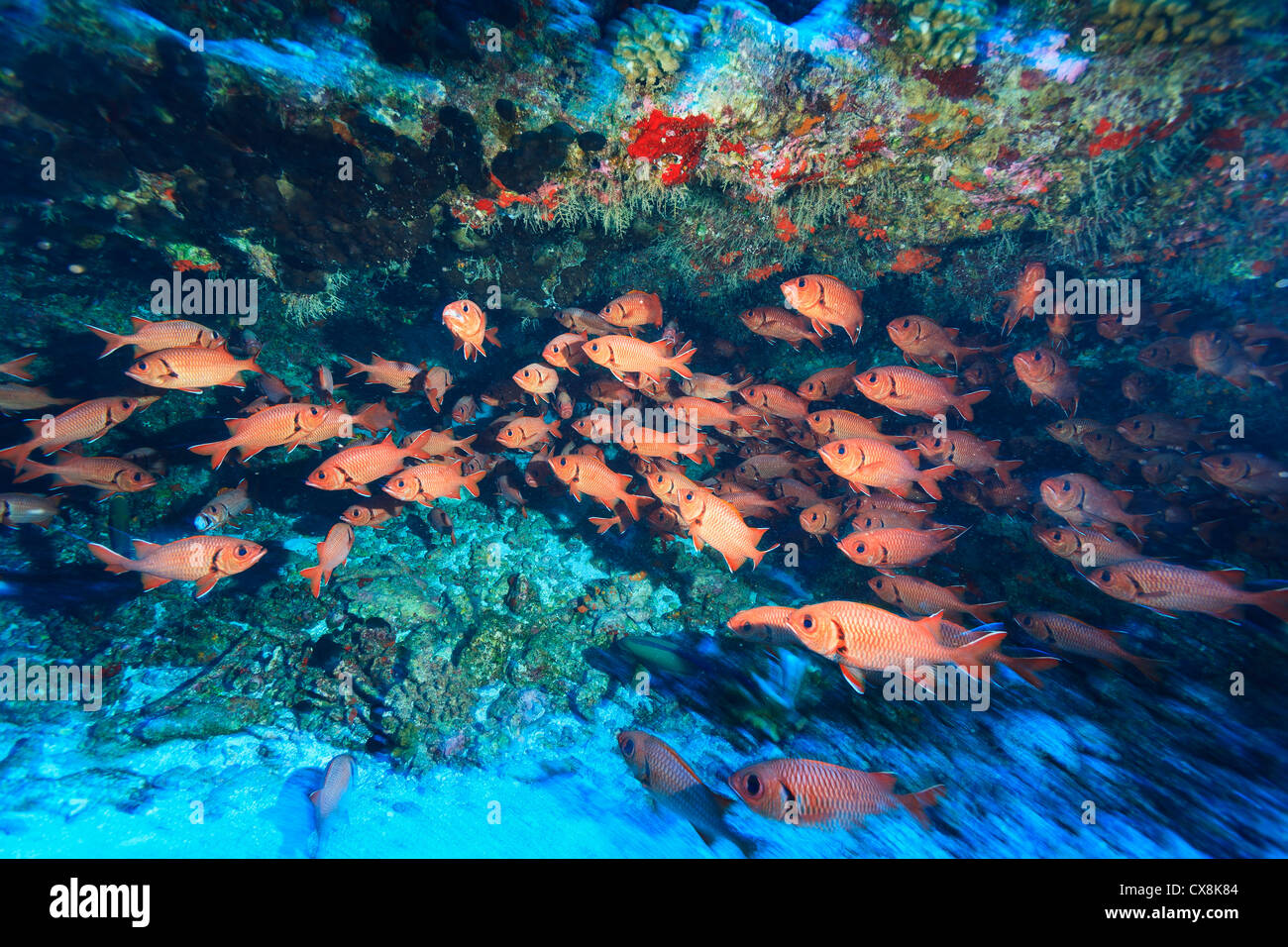 La scolarisation Soldierfish (Myriprisis sp.) ; Fakarava Island Tuamotus Group France South Pacific Banque D'Images