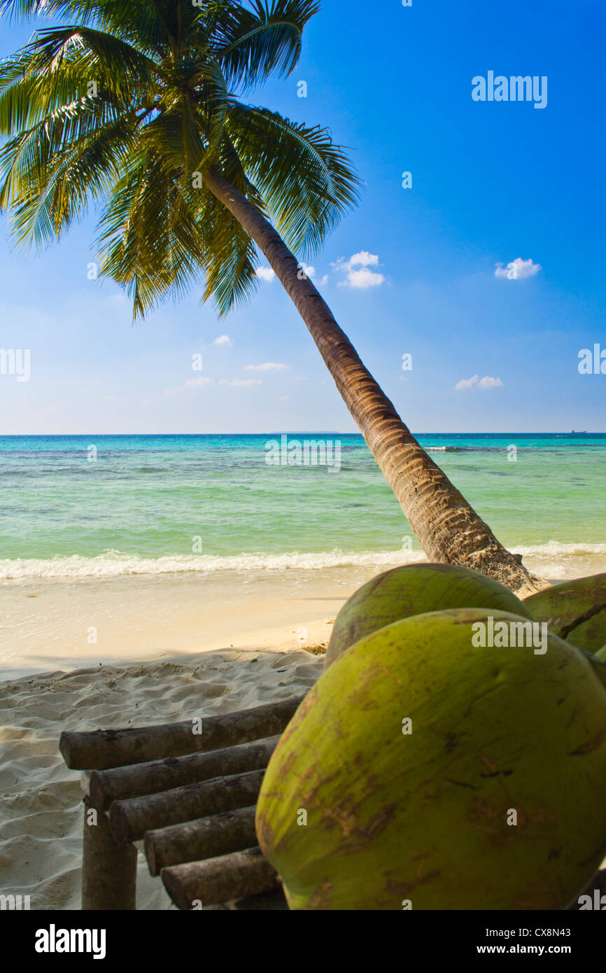 Palmier sur une plage tropicale de l'Ile Karimunjawa (Giava, Indonésie) Banque D'Images