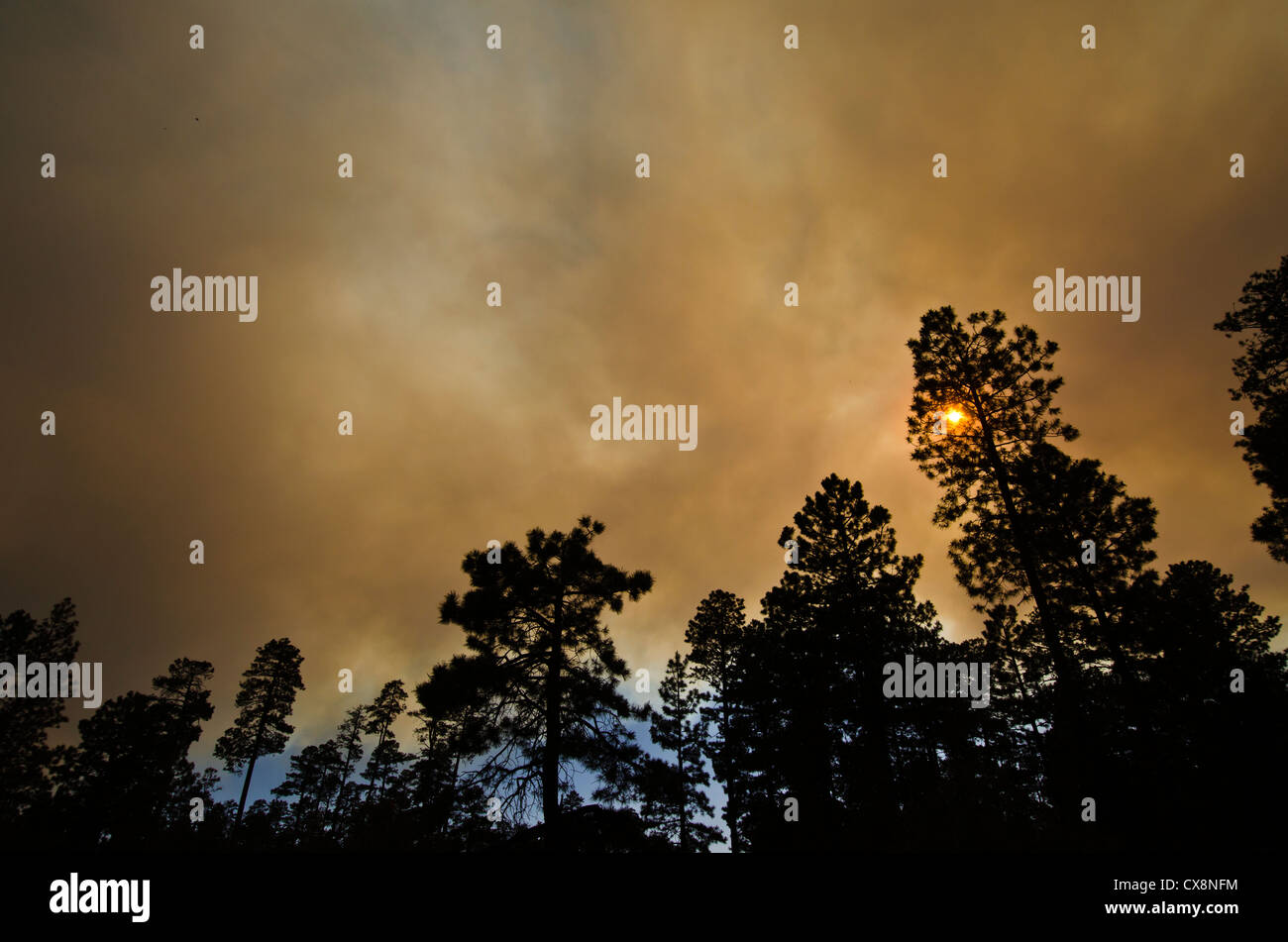 Le Poco feu brûler dans la forêt nationale de Tonto six milles au nord-est de jeunes, de l'Arizona. Juin 2012. Banque D'Images
