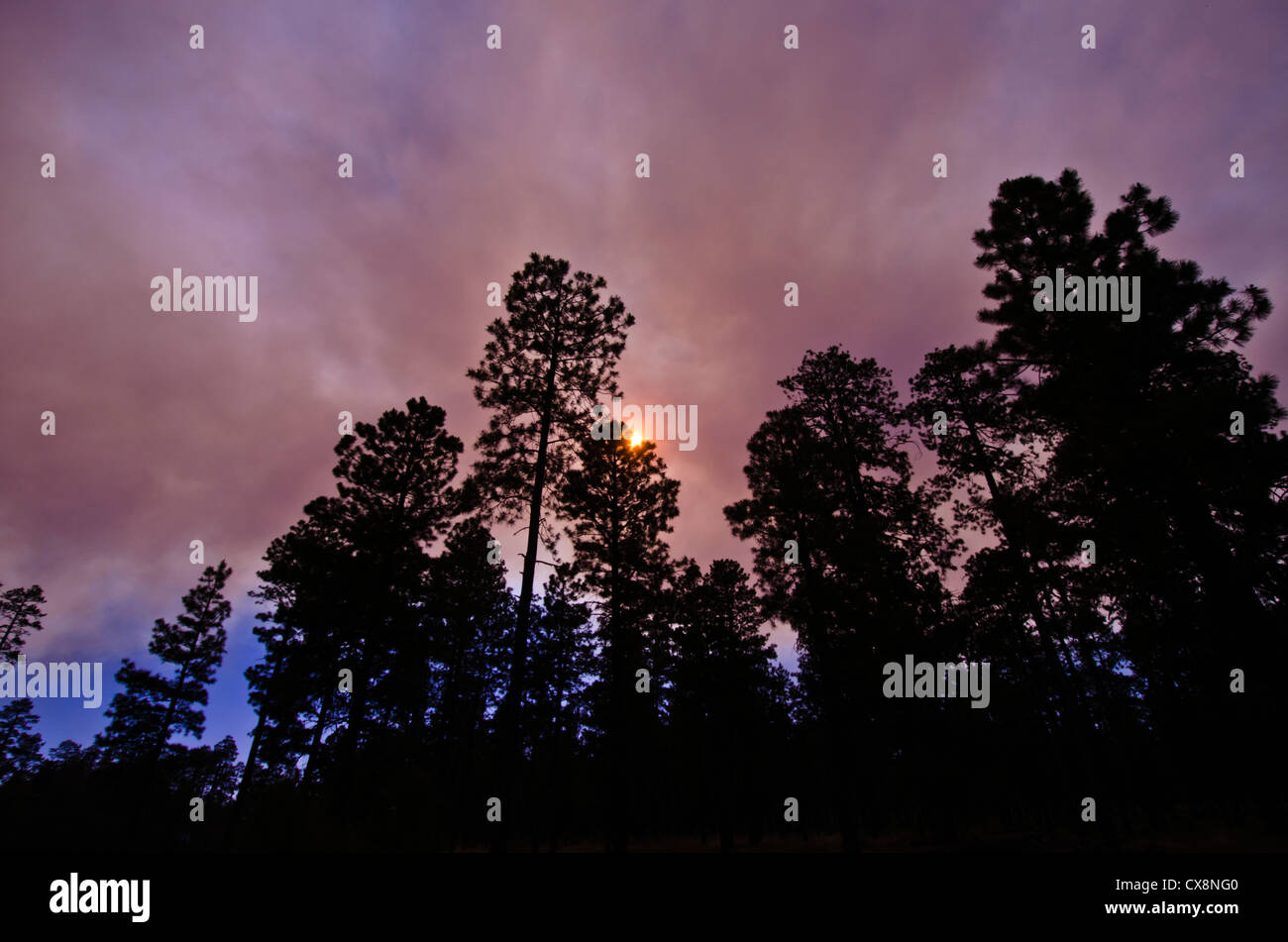 Le Poco feu brûler dans la forêt nationale de Tonto six milles au nord-est de jeunes, de l'Arizona. Juin 2012. Banque D'Images