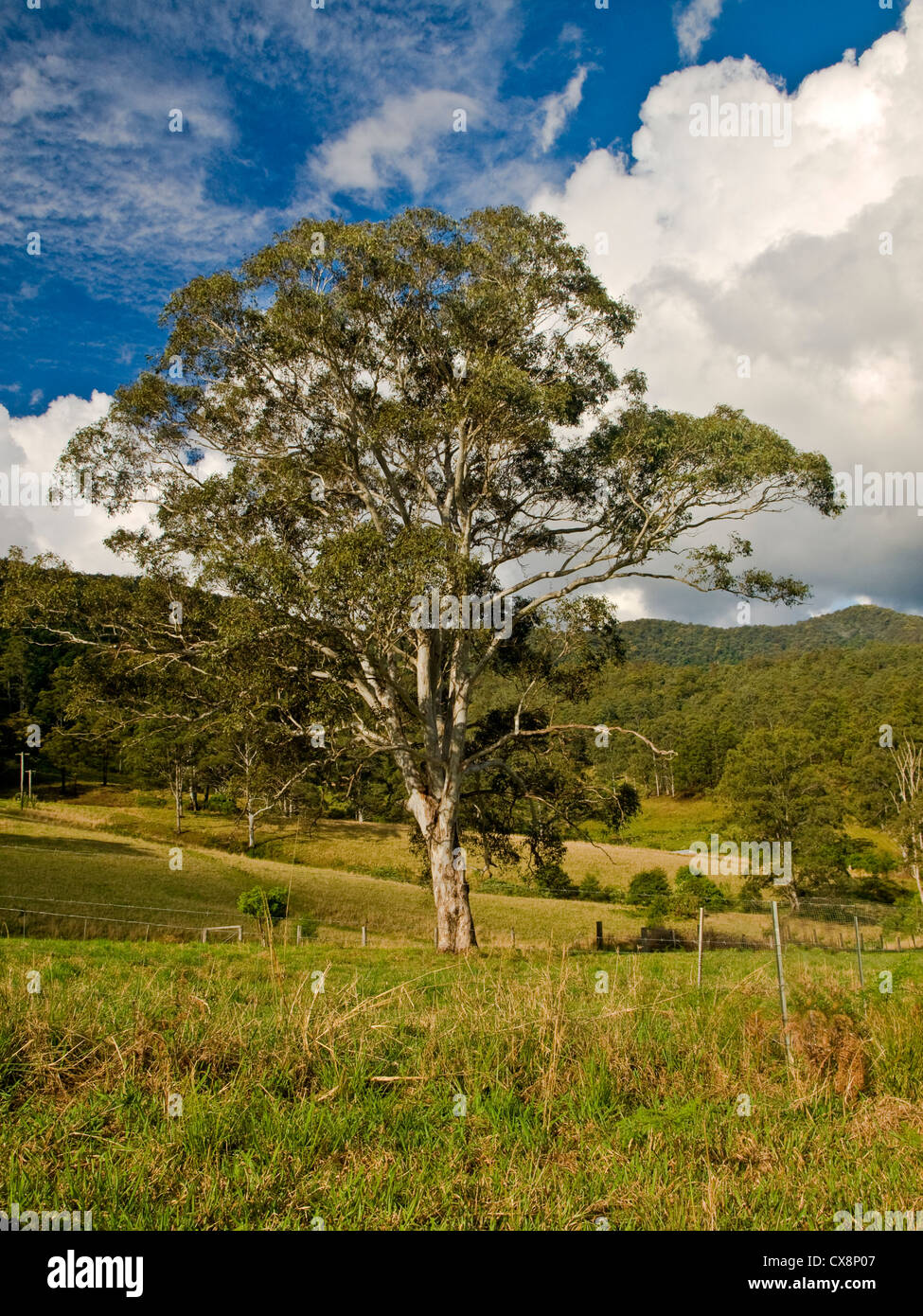 Eucalyptus (Gum Tree), Kindee Vallée, NSW, Australie Banque D'Images