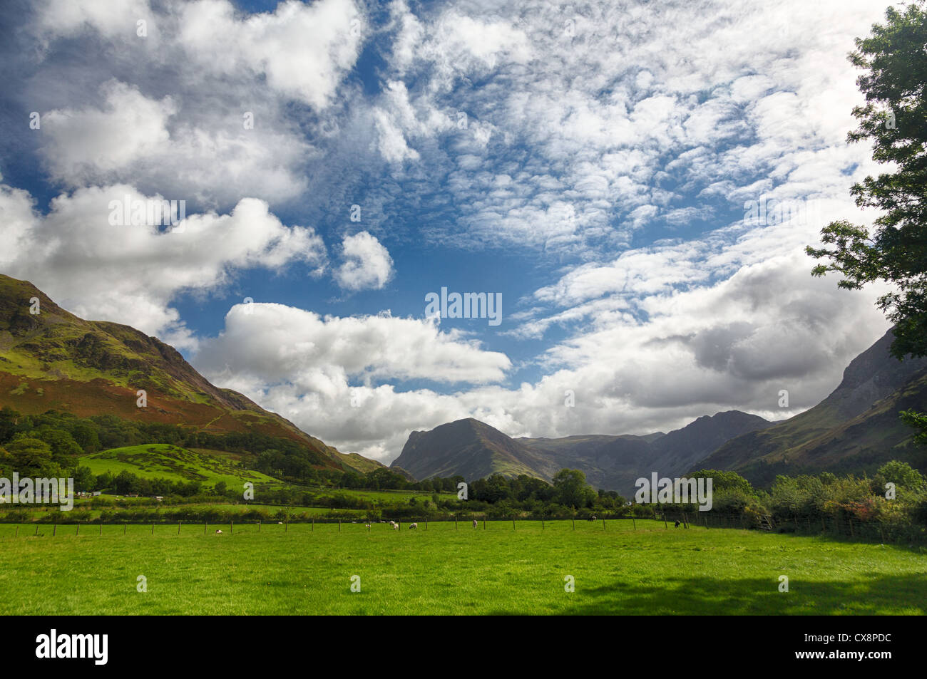 Des moutons paissant dans le pré en vertu de l'Fleetwith Pike par Buttermere Lake District en anglais Banque D'Images