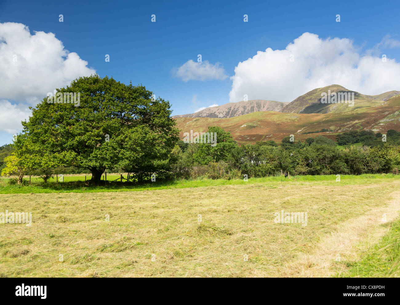 Foin récemment fauché ou l'herbe dans le champ par Buttermere Lake District en anglais Banque D'Images