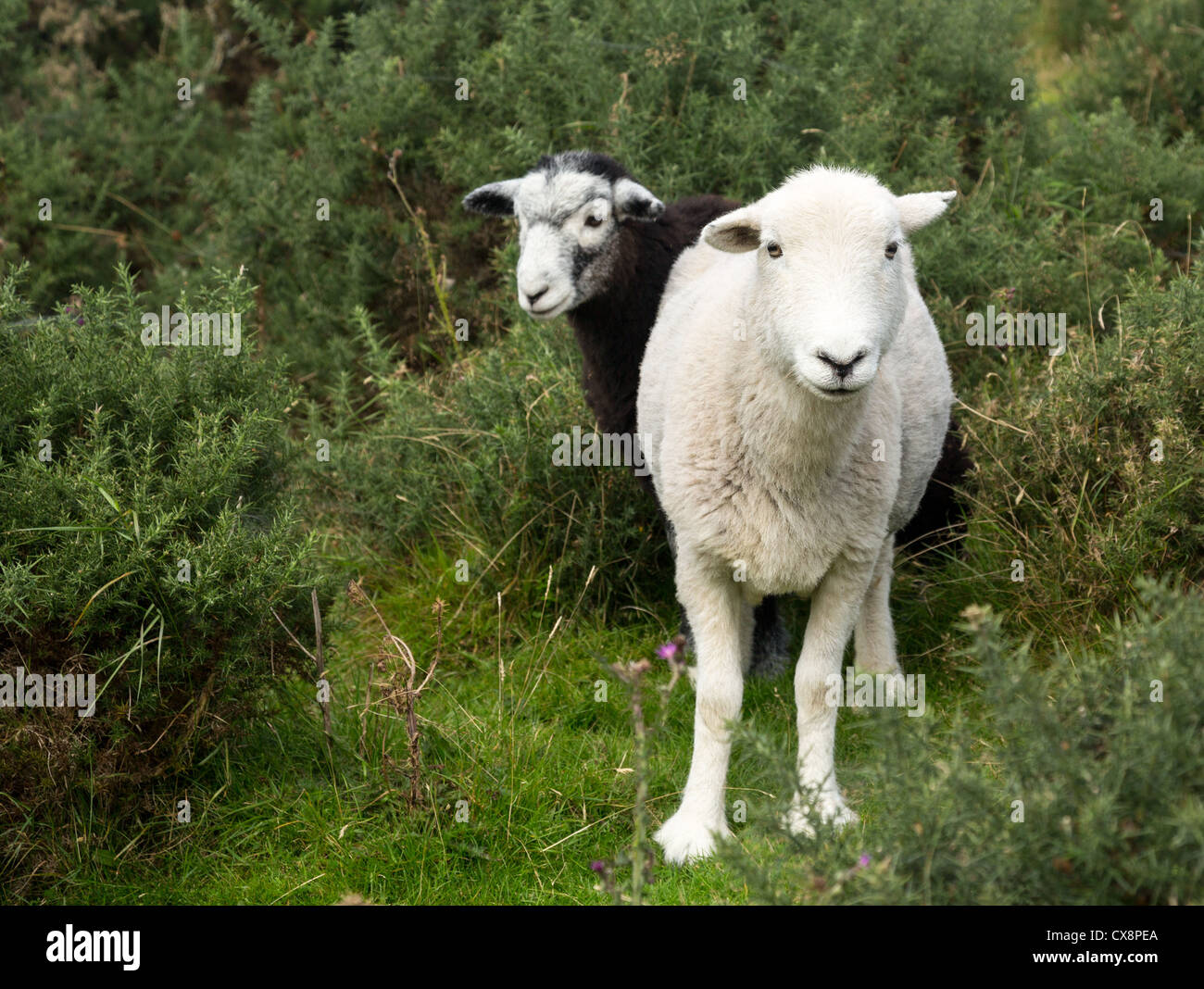 Mouton noir et blanc stare at viewer dans le Lake District Banque D'Images