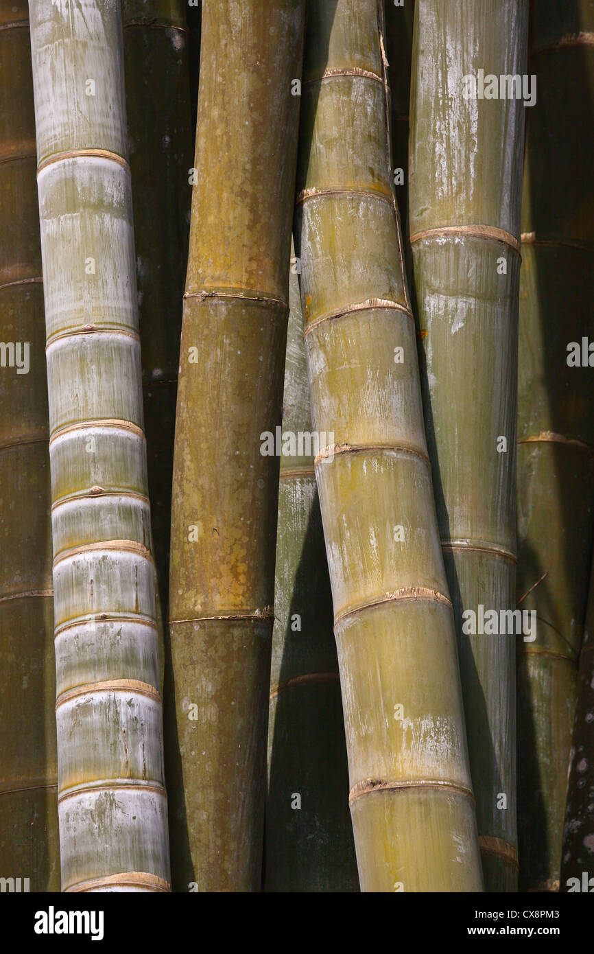 Bambou géant à l'ÉCHELLE NATIONALE JARDINS KANDAWGYI à pyin u lwin (MAYMYO - également connu sous le nom de Myanmar Banque D'Images