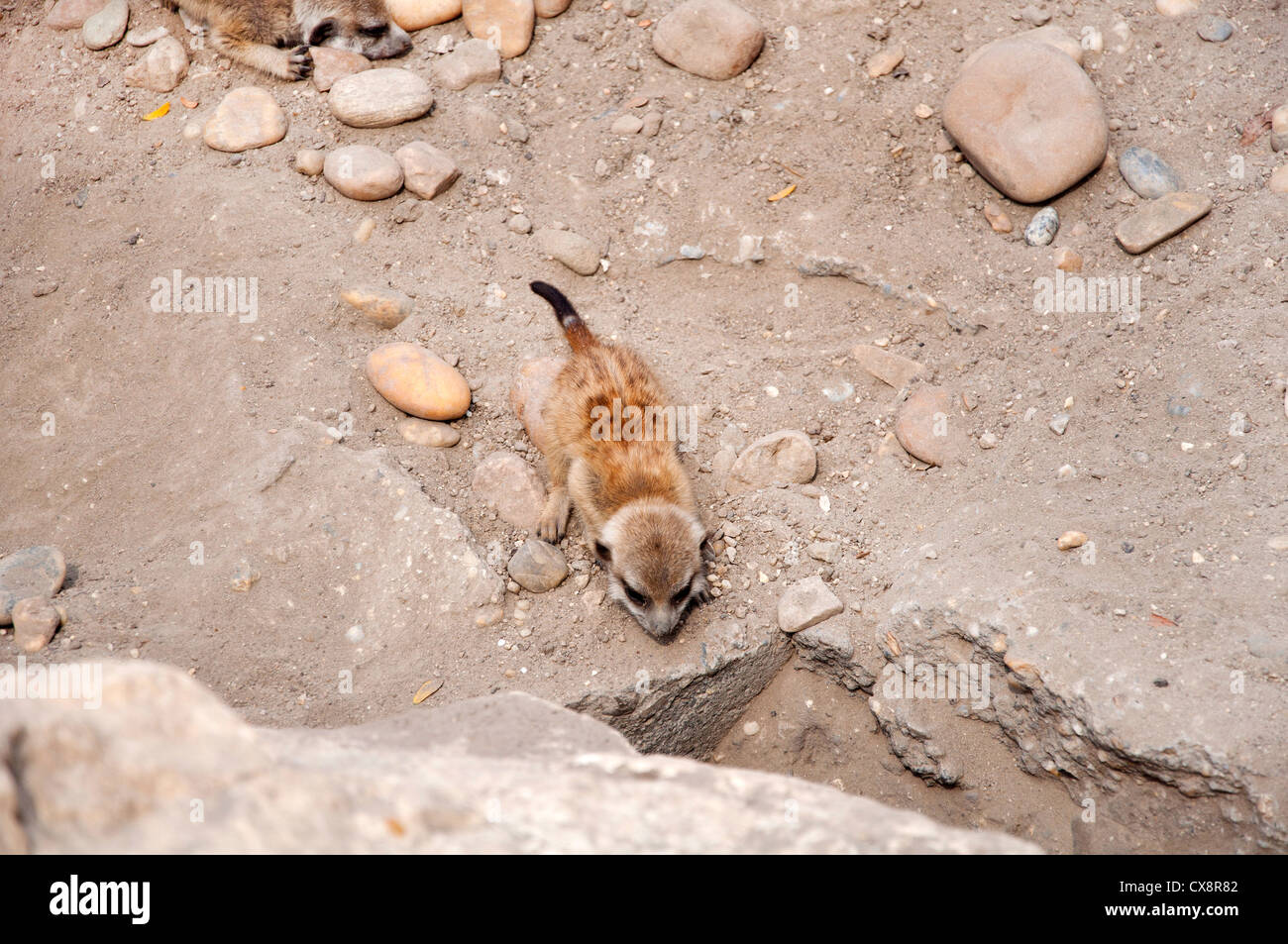 Mignon Bébé suricates (Suricata suricatta ) Banque D'Images