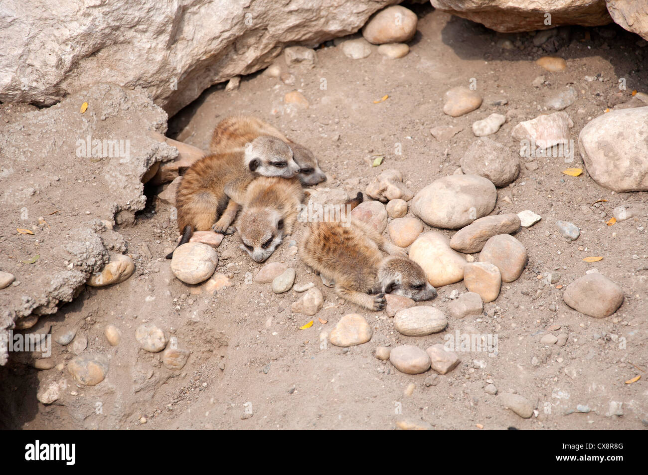 Meerkat Bébé (Suricata suricatta) Banque D'Images