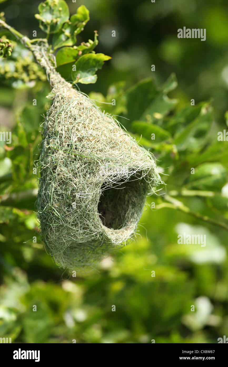 Baya Weaver Ploceus philippinus nest - Andhra Pradesh - Inde du Sud Banque D'Images