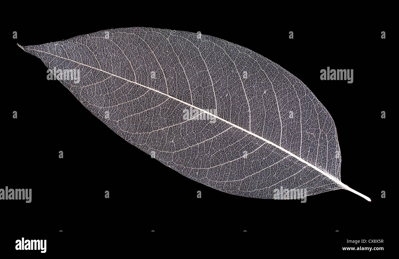 Nervures des feuilles squelette blanc sur noir isolé Banque D'Images
